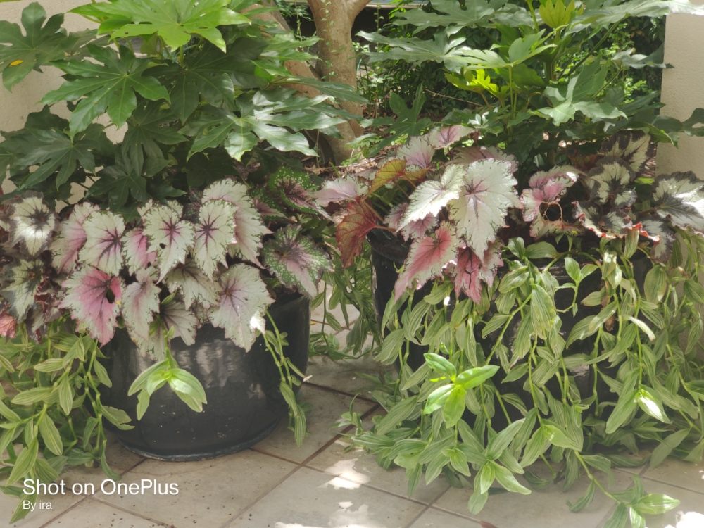 Daybreak Landscaping & Irrigation