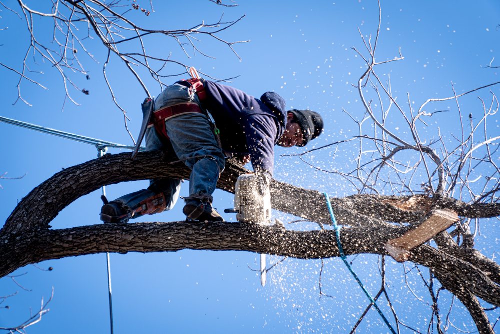 Ayala's Landscaping & Tree Service LLC