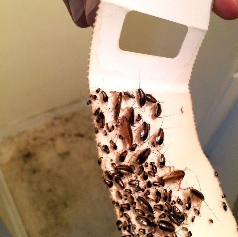Kleberg Pest Control