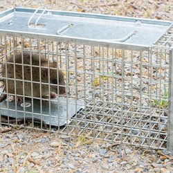 Xpert Rodent and Wildlife Control
