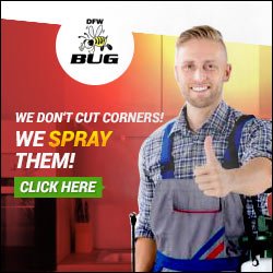 DFW Bug