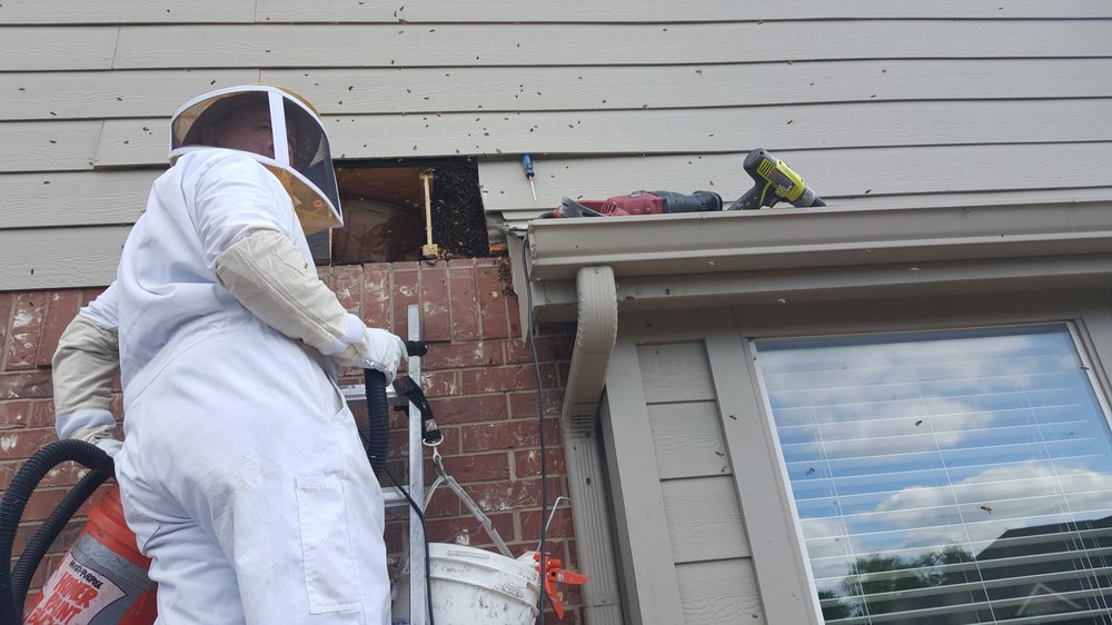 Affordable Bee Removal