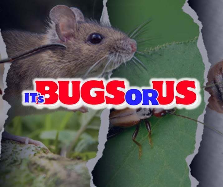 It's Bugs Or Us Pest Control - DENTON