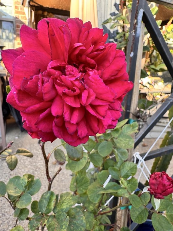 One Love Rose and Gardens