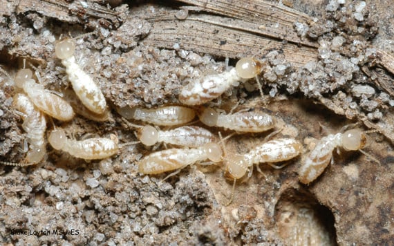Pair's Termite & Pest Control LLC