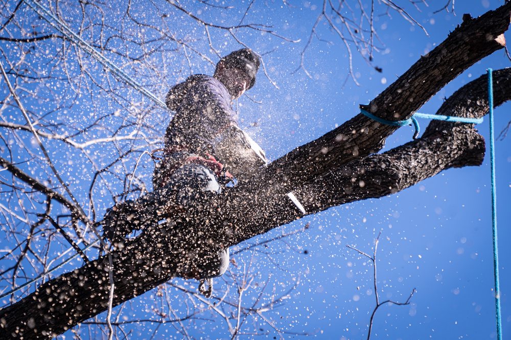 Ayala's Landscaping & Tree Service LLC