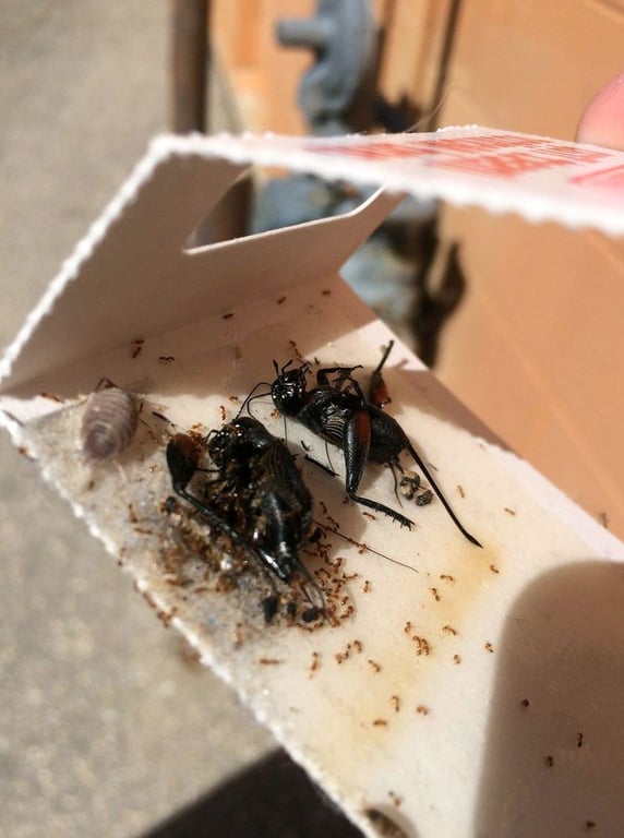 Kleberg Pest Control