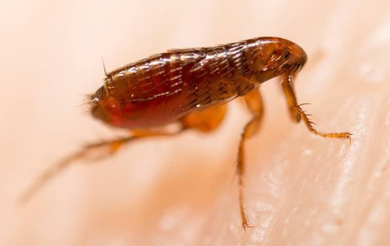 Bug Head Pest Control