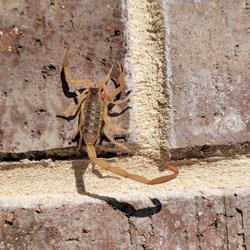 Pestmaster of Plano & McKinney