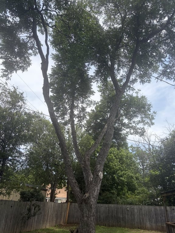 Torres Tree Service