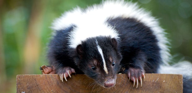 Critter Control