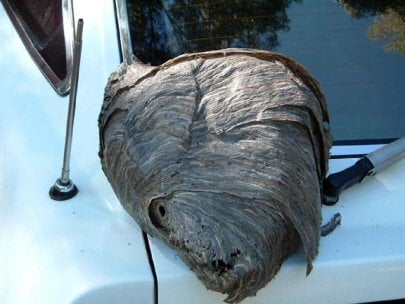 Nature King Pest Management