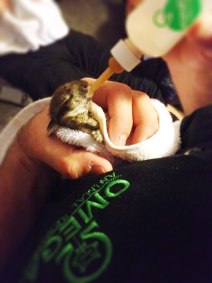 Omega Animal Removal Dallas