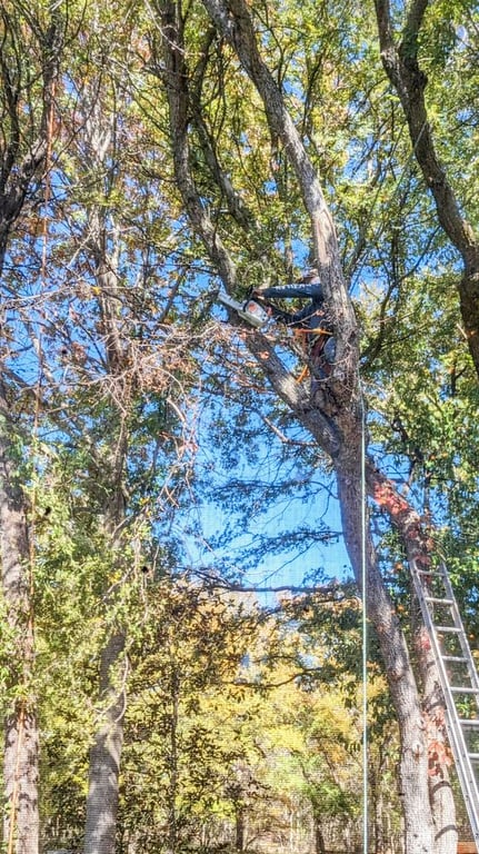 Lone Oak Tree And Fence Service