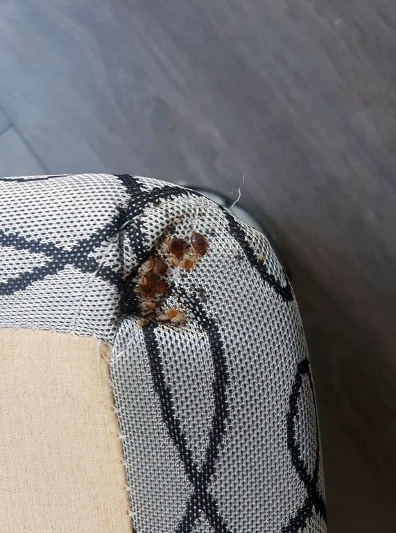 Kleberg Pest Control