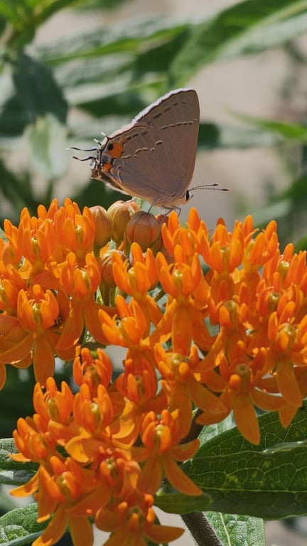Covington's Nursery & Landscape