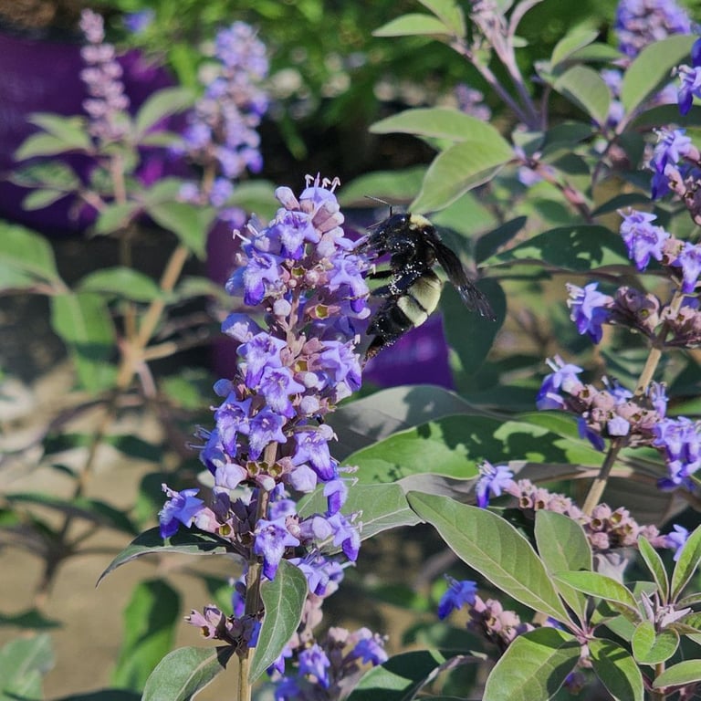 Covington's Nursery & Landscape