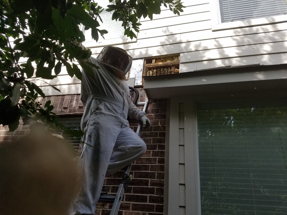 Affordable Bee Removal
