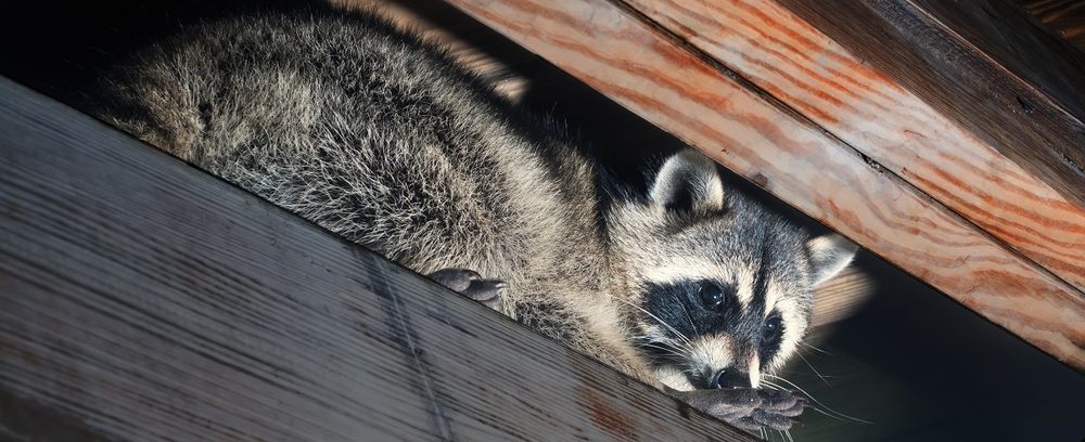 Xpert Rodent and Wildlife Control
