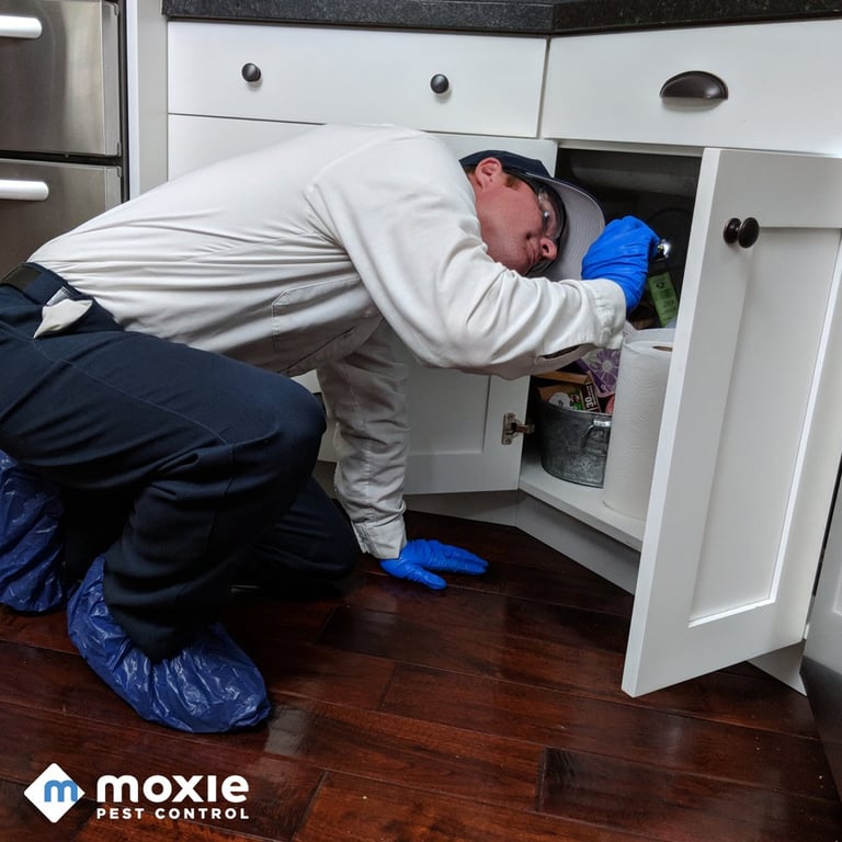 Moxie Pest Control - Dallas