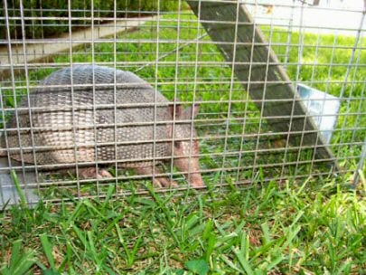 Nature King Pest Management