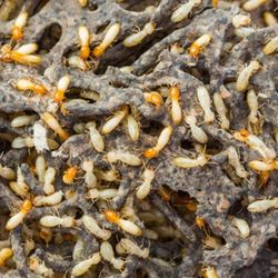 Pest Gurus