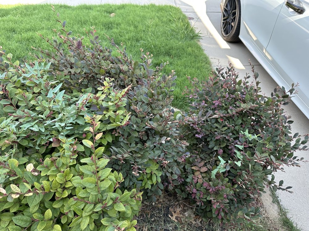 Rauls Lawn Care