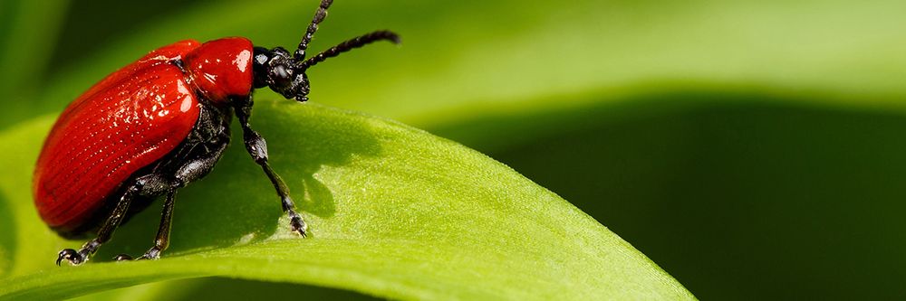 First Strike Pest Control