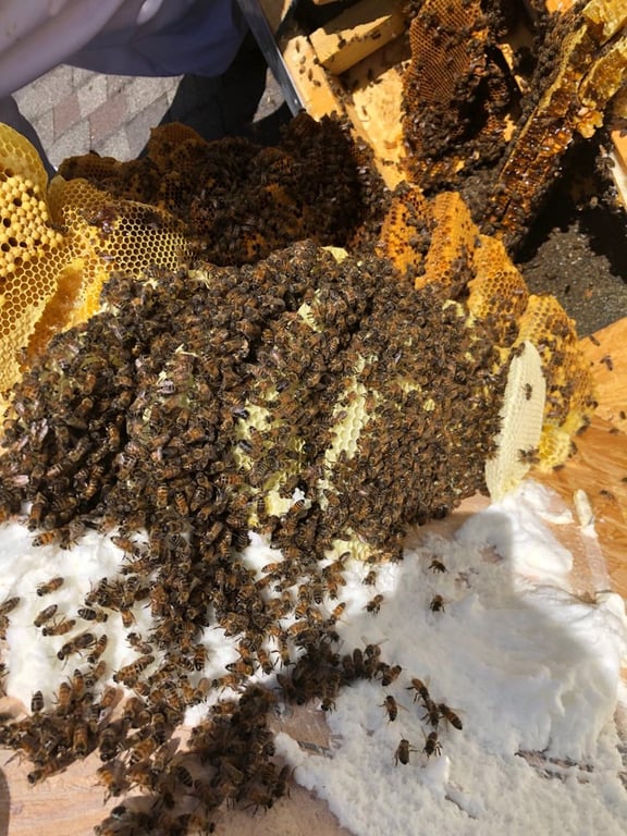 Honey Bee Rescue