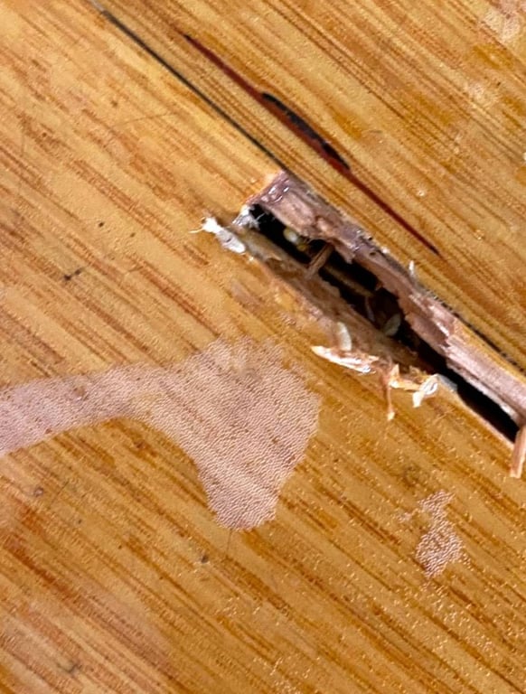 Deep Ellum Pest Services