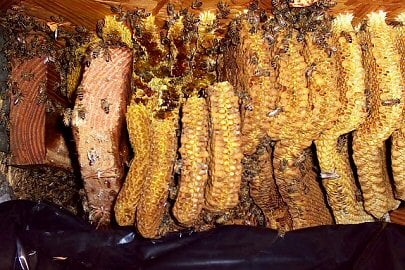 Nature King Pest Management