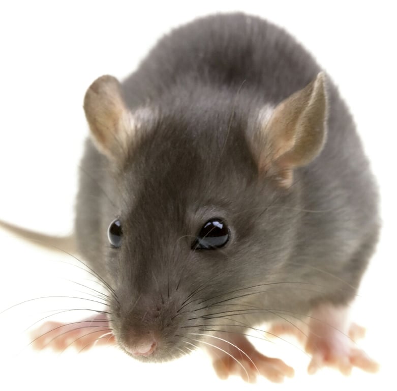 Xpert Pest Solutions