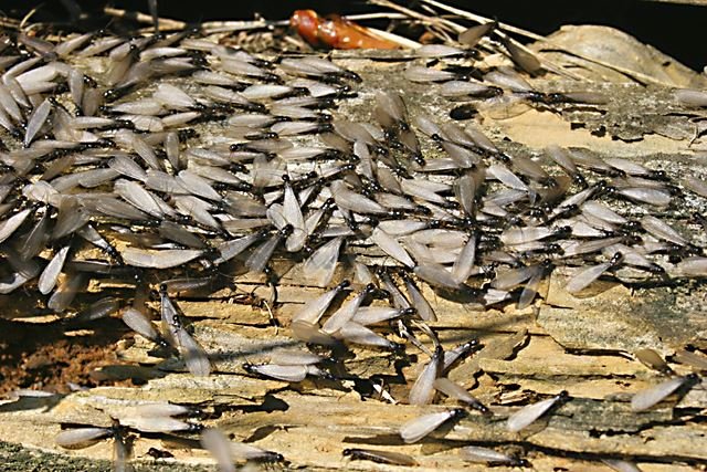 Nord Green Wildlife & Pest Control