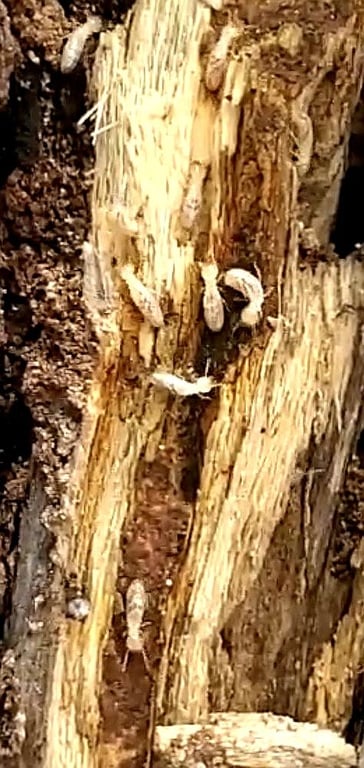 Alder Pest
