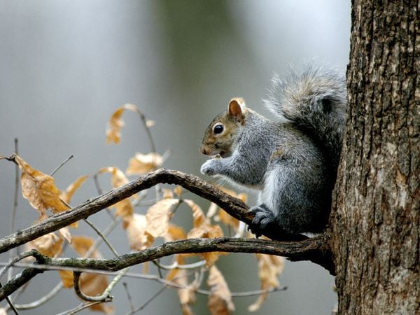 Critter Control