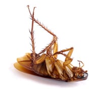 Home Run Pest & Termite Control