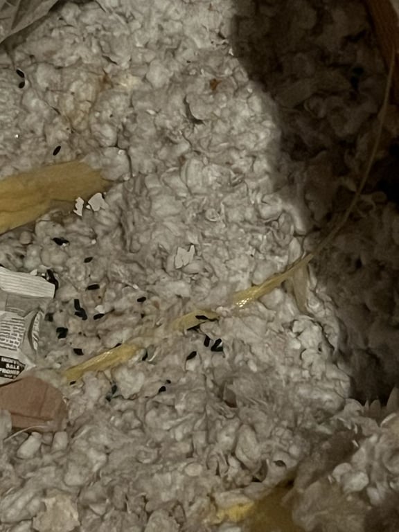 STC Pest & Termite