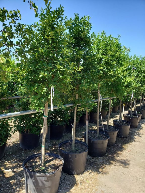 Saucedo Landscaping