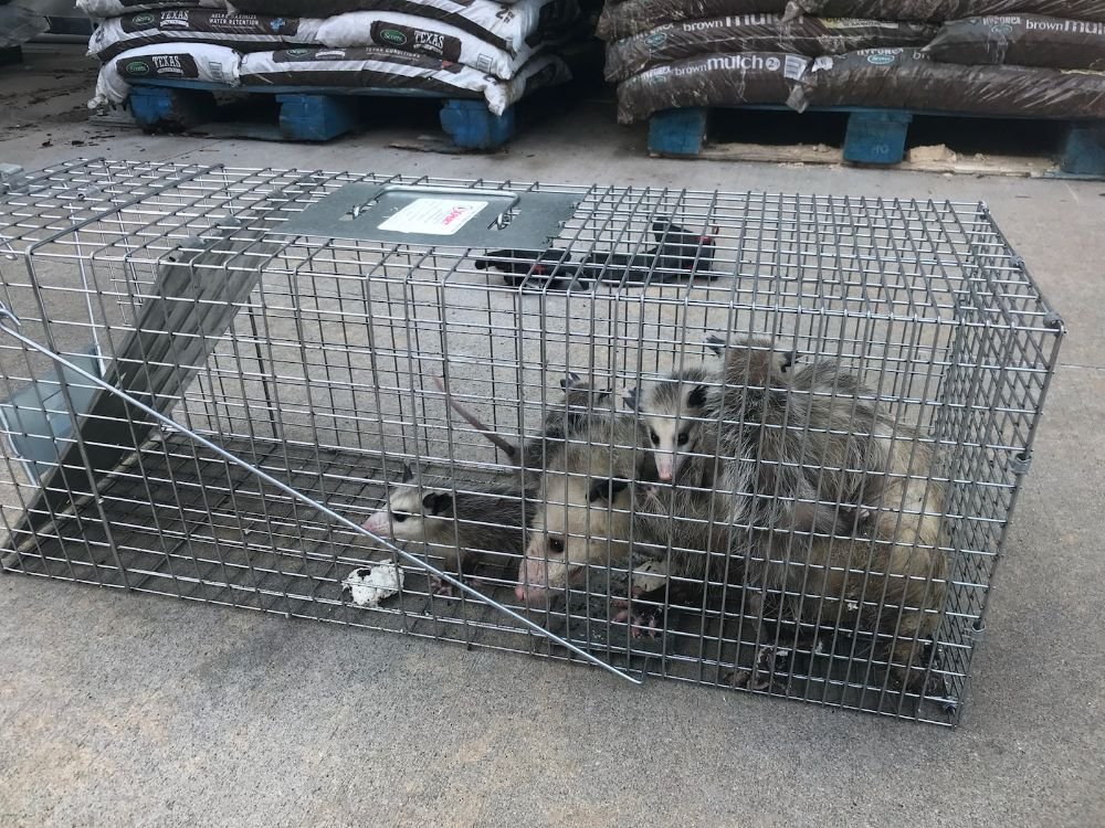 Xpert Pest Solutions