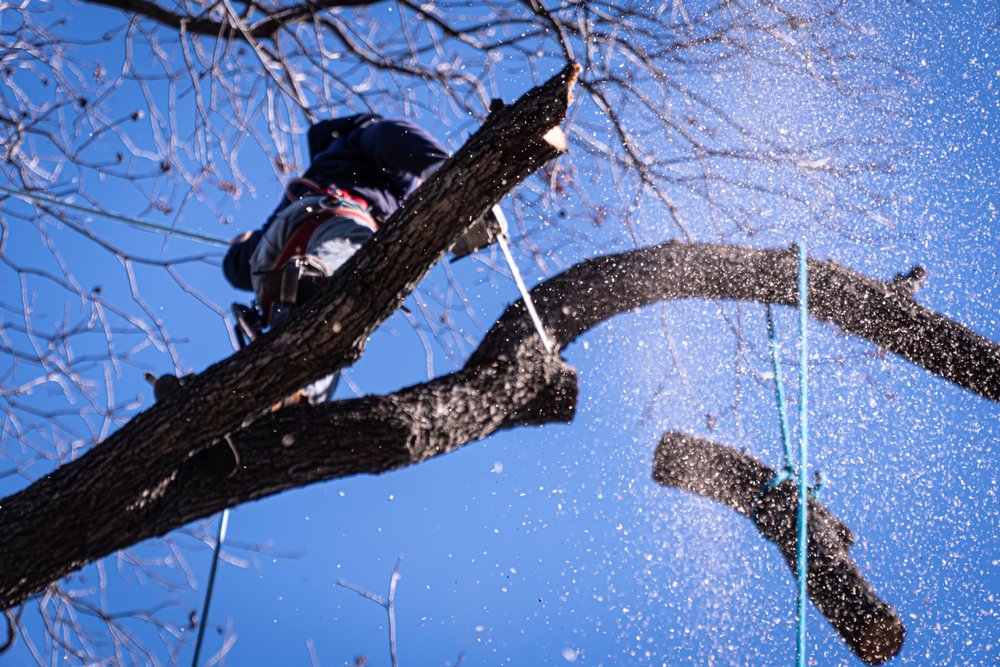 Ayala's Landscaping & Tree Service LLC