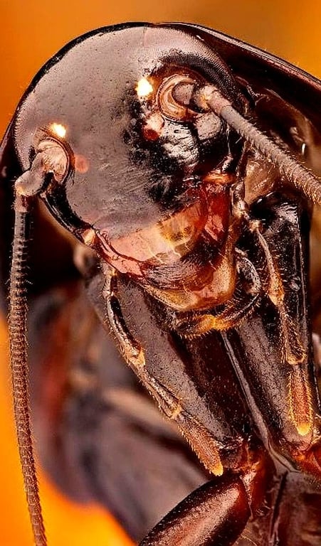 Alder Pest