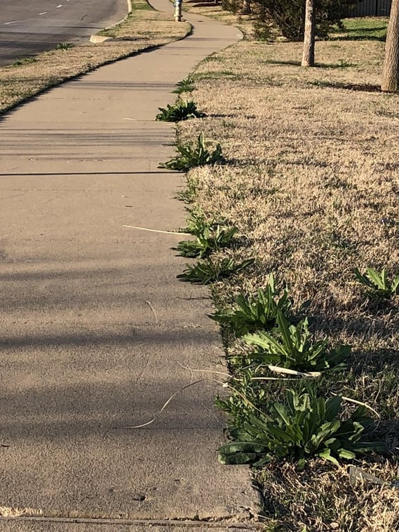 Southern Botanical Landscaping