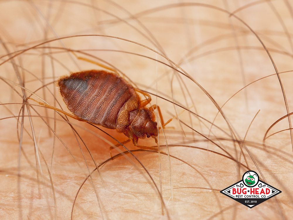 Bug Head Pest Control