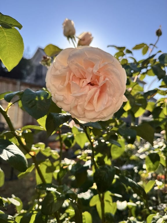 One Love Rose and Gardens