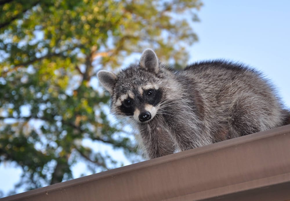 Critter Control