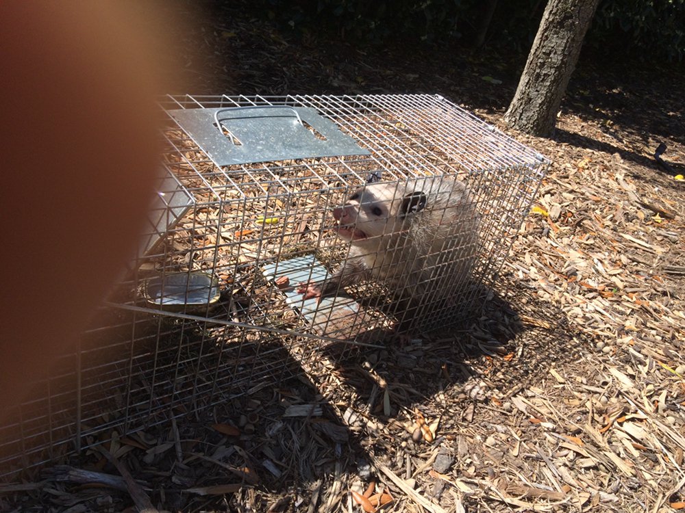 DFW Wildlife And Pest Control