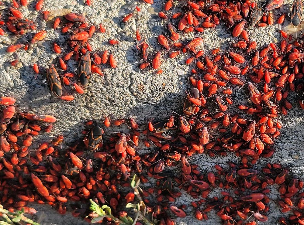 Kleberg Pest Control