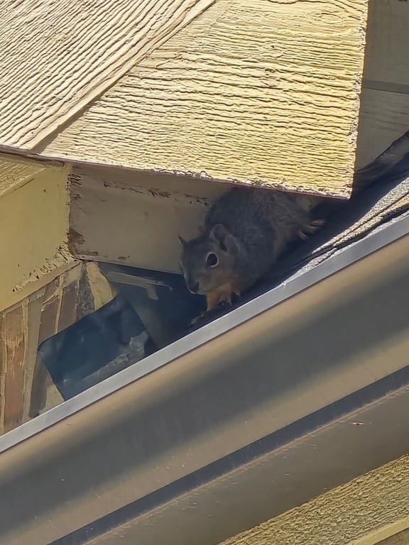 Rodent Retreat