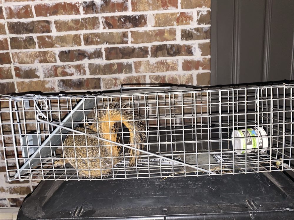 Ambush Pest Management
