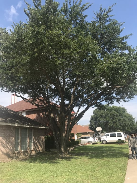 Torres Tree Service